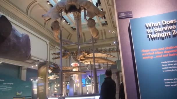 Pessoas Andando Perto Dinossauros Expostos Museu — Vídeo de Stock