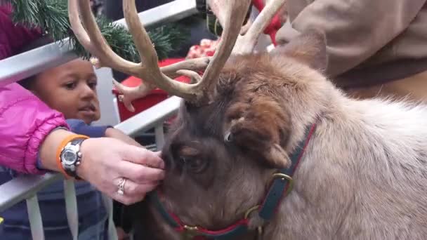 Julen Renar Husdjur Efter Familj — Stockvideo