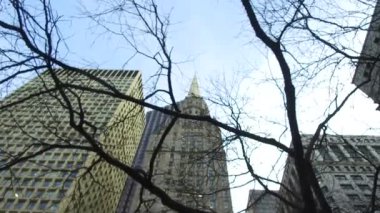  Tree In Black Light In Front Of Buildings From Below - Slide - Right To Left.