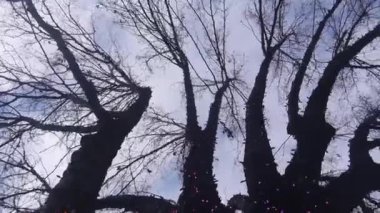 Guirlandes 'ten Işıklı Ağaçlar