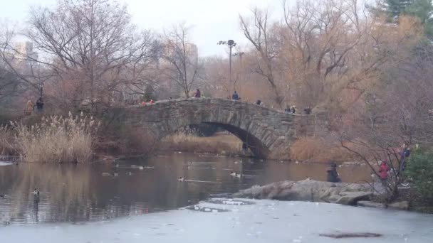 Γέφυρα Πάνω Από Πάπιες Στην Πηγή Νερού Κοντά Δέντρα — Αρχείο Βίντεο