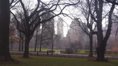 Central Park 'ta Siyah Işıkta İki Ağaç Arasında Yürüyen Adam