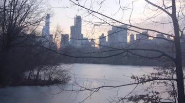 Şehir Görünümü Önündeki Ağaç