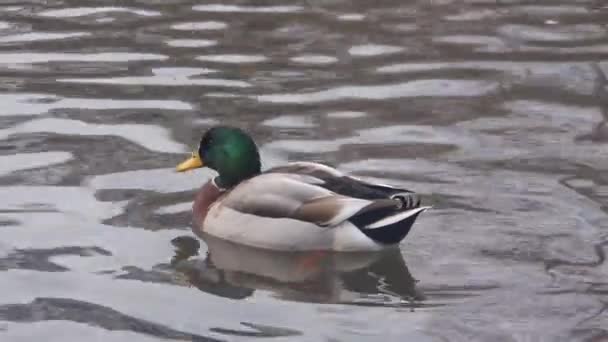 Ducks Water Source — Stock Video