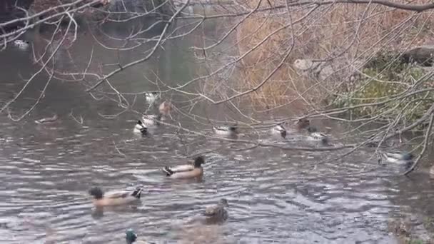 Patos Fuente Agua Cerca Ramas Árboles Secos — Vídeos de Stock