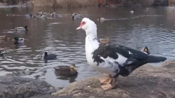 Ankor Med Olika Fjäder Färger Nära Vatten Källa Och Människor — Stockvideo