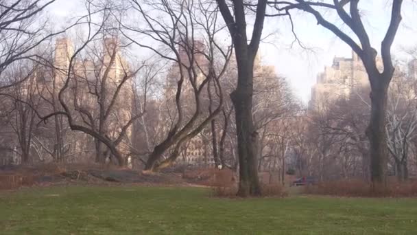 Central Park Umgeben Von Bäumen — Stockvideo