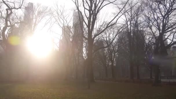 Słońce Promienie Świecące Przez Budynki Miasta Drzewa — Wideo stockowe