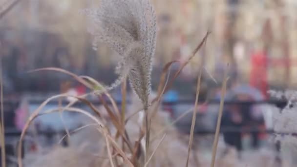 Rüzgarda Yapraklı Bitki — Stok video