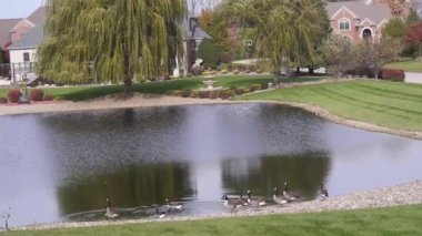 Su Kaynağı Yakınındaki Ördek Grupları ve Evlerin Önündeki Flora