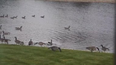 Ördek Grupları Çimenlik Yakınında