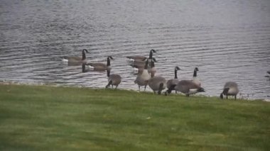 Çimen ve Su Kaynağı Yakınındaki Ördek Grubu
