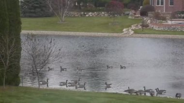 Su Kaynağında Dalgalı Ördek Grupları