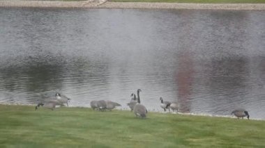 Su Kaynağının Önündeki Çimenlikteki Ördek Grupları