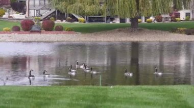 Su Kaynağında Dalgalanan Ördekler Grubu Ağaçların ve Evlerin Yakınına