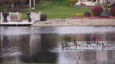 Bir grup ördek, dalgalanma sandalyeleri ve kumla su kaynağında yüzüyor.