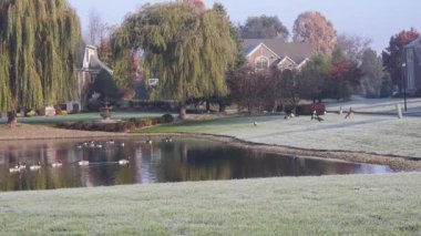  Bir grup ördek, ağaçların ve evlerin yakınındaki su kaynağında yüzüyor.