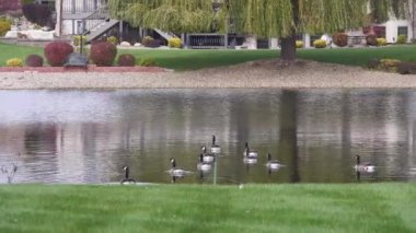 Bir grup ördek su kaynağında yüzüyor Dalgalanmalar ağaçların ve evlerin yakınında
