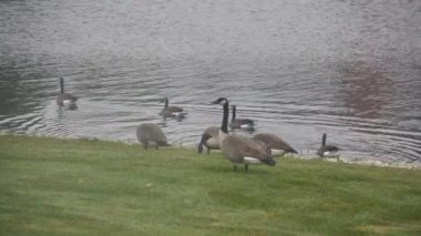 Su Kaynağı Yakınlarında Yürüyen ve Yüzen Ördekler Grubu 