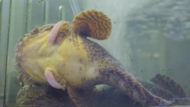 Grote Vis Koop Aquarium — Stockvideo