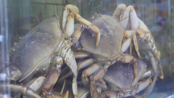 Krabben Zum Verkauf Aquarium — Stockvideo