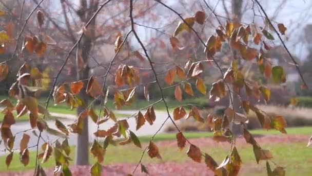 Colorful Autumn Leaves Wind — Stock Video