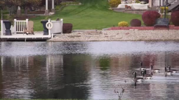 鸟群在水源上游动 靠岸的椅子上有裂痕 — 图库视频影像