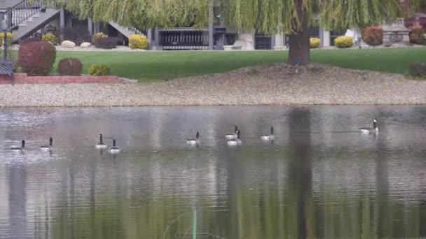 Group Ducks Swimming Water Source Ripples Trees Chairs Shore — Stock Video