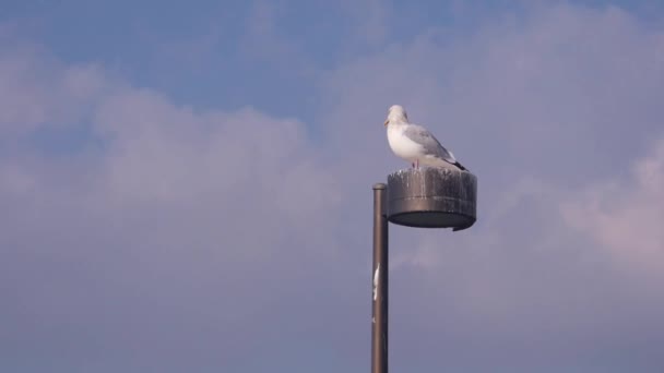 Bird Pole Front Cloudy Sky — Stock Video