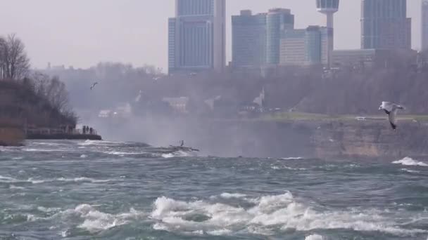 Birds Flying Niagara River Flowing City Static — Stok Video