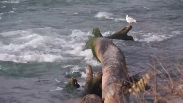 Bird Tree Trunk Laying Niagara River Flowing Static — Stock Video