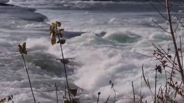 Usine Sèche Dans Vent Devant Rivière Niagara Qui Coule Statique — Video