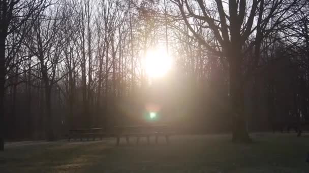 Promień Słońca Świecący Przez Gałęzie Drzew Czarnym Świetle — Wideo stockowe