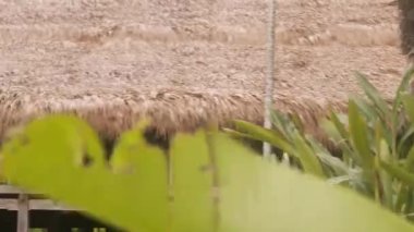 Yeşil Yaprakların Arkasında Bungalow Süiti