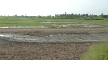 Flora 'nın Tarlalarını Geçerken