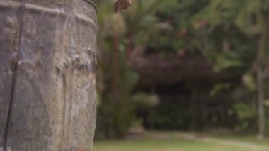 Vazonun arkasında Flora ile Bahçe 