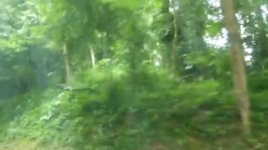 Otobüs Penceresinden Yeşil Flora Görünümünü Geç