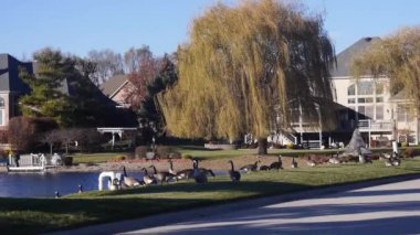 Ağaçların Önündeki Ördekler ve Su Kaynağı