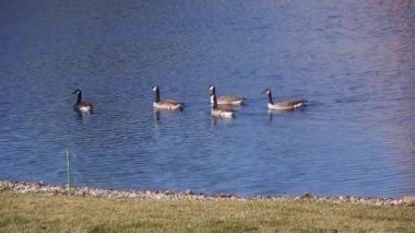 Ördekler Su Kaynağında Yüzüyor