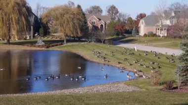 Ördekler Su Kaynağında Yüzüyor Etrafı Flora Evleriyle çevrili