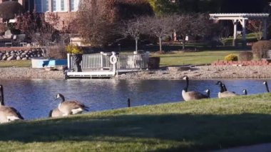 Ördekler Güneşli Gün 'de Su Kaynağında Yürüyorlar