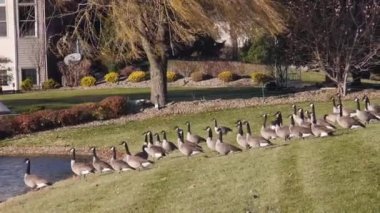 Su Kaynağının Yakınındaki Çimenlerde Ördek Grupları