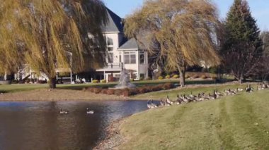 Su Kaynağının Yakınındaki Çimenlerde Ördek Grupları