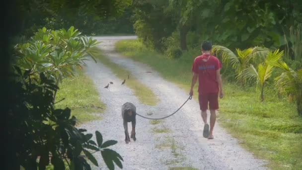 Rapaz Passear Seu Cão Caminho Rodeado Pela Flora — Vídeo de Stock