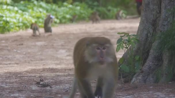 속에서 앞으로 걸어오는 원숭이 — 비디오