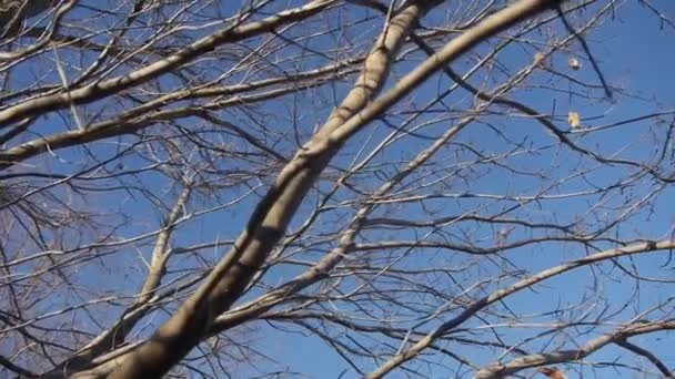 Árvore Seca Ramifica Frente Céu Azul Baixo — Vídeo de Stock