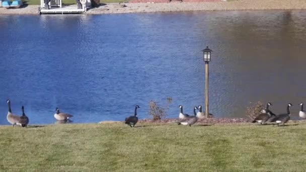 Patos Cerca Fuente Agua Hierba — Vídeos de Stock