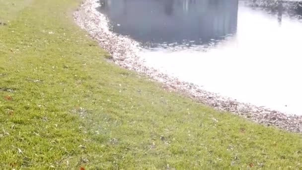 Грэсс Близкий Источник Воды Заднем Дворе Дома — стоковое видео
