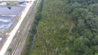 Yukarıdan Ormana Yakın Tarım - İleri Kaydır