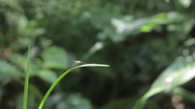  Yusufçuk Böceği, yaklaşın.